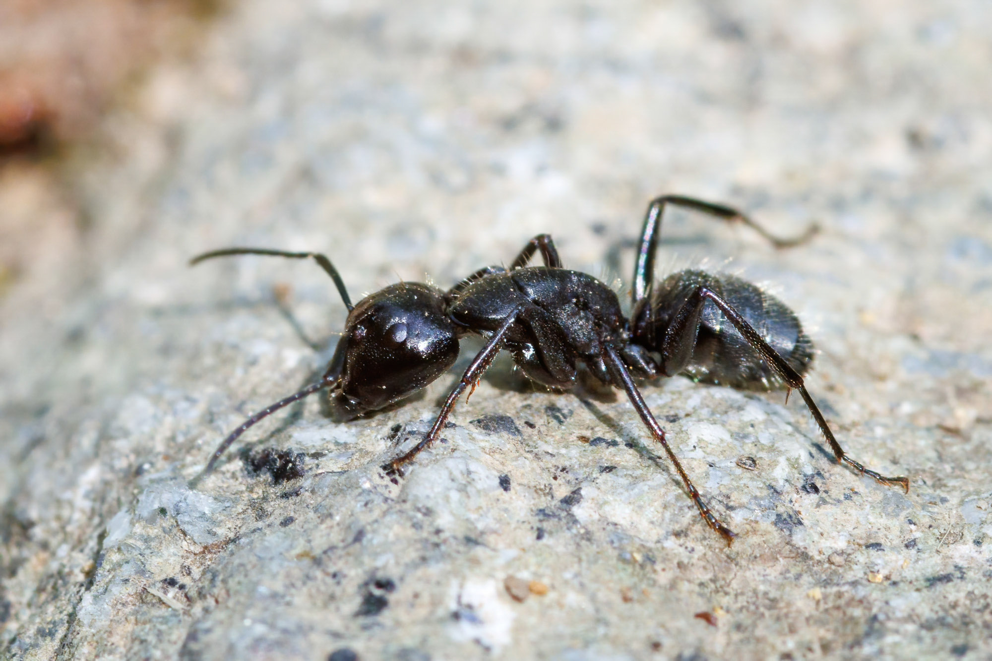 Camponotus vagus